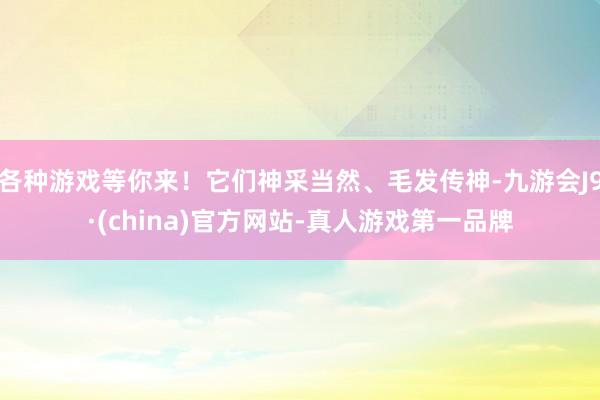 各种游戏等你来！它们神采当然、毛发传神-九游会J9·(china)官方网站-真人游戏第一品牌